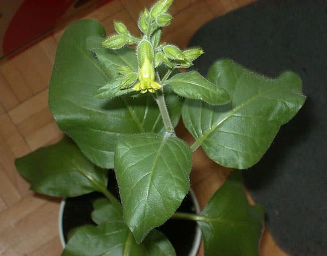 Nicotiana rustica Mahorkatubakas